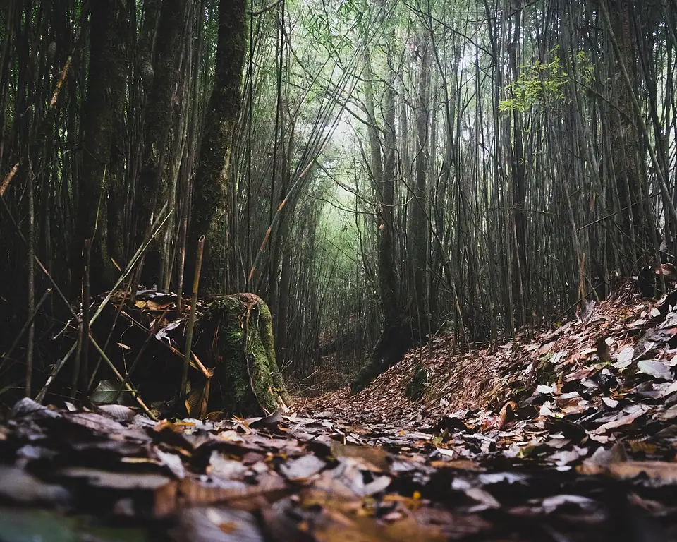 Forest in Neora Valley National Park, Kalimpong district